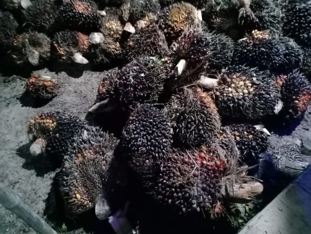 HASIL PANEN SAWIT PETANI