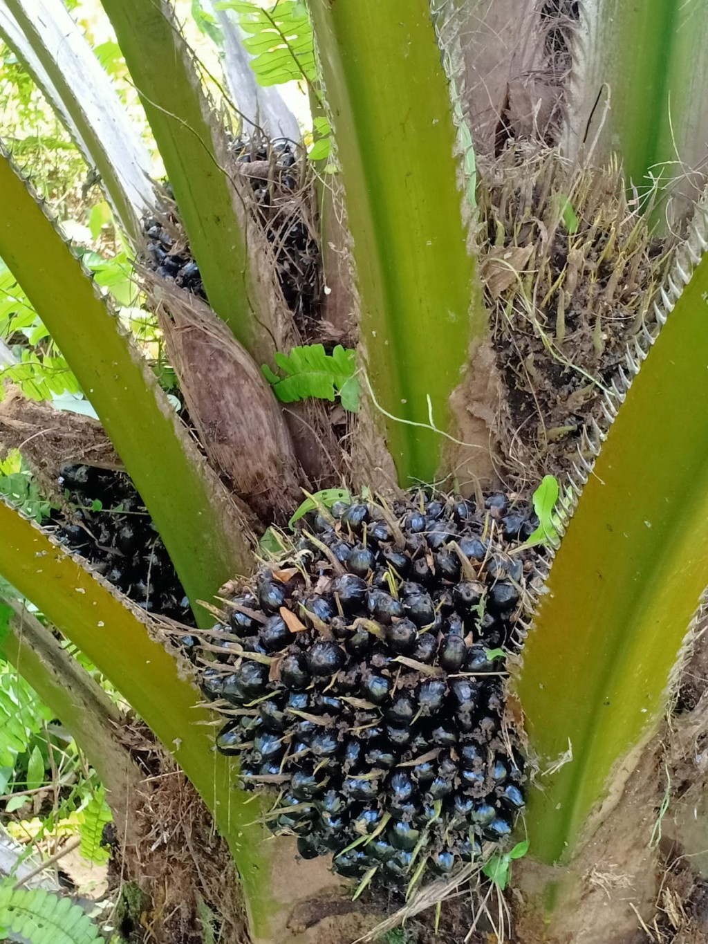 SAWIT PETANI GANANG PUSAKO